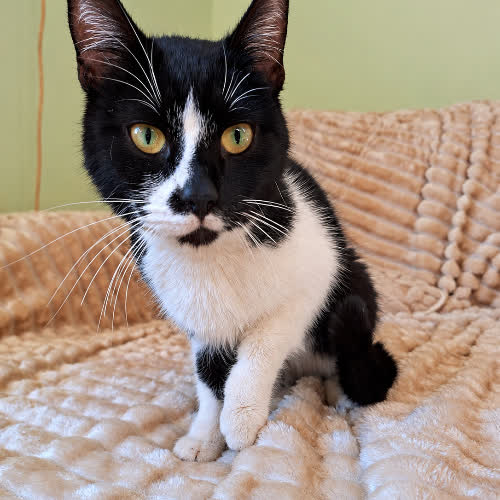 Koty ze schroniska do adopcji Żwirek