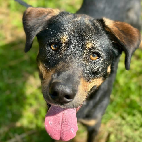 Psy ze schroniska do adopcji Czaruś