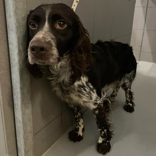 Psy ze schroniska do adopcji Speed