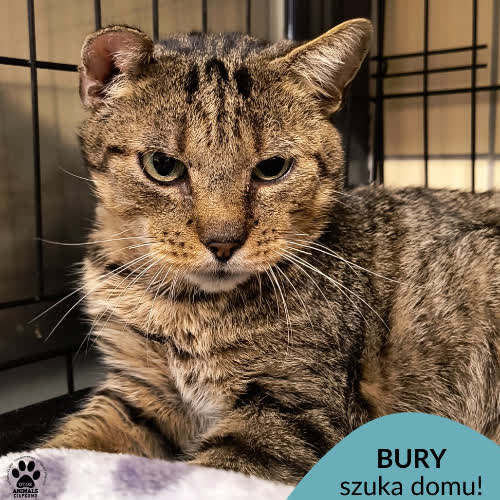 Koty ze schroniska do adopcji Bury