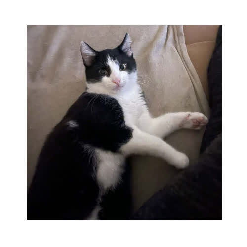 Koty ze schroniska do adopcji Hektor