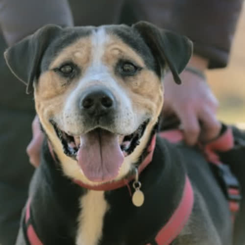 Psy ze schroniska do adopcji Falko