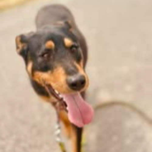 Psy ze schroniska do adopcji Osaka