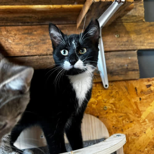 Koty ze schroniska do adopcji Otis