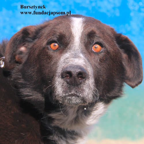 Psy ze schroniska do adopcji Bursztynek