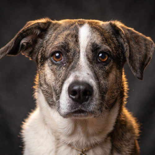 BŁYNIA