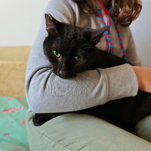 Koty ze schroniska do adopcji Kot Dąbek Grzecznościowo