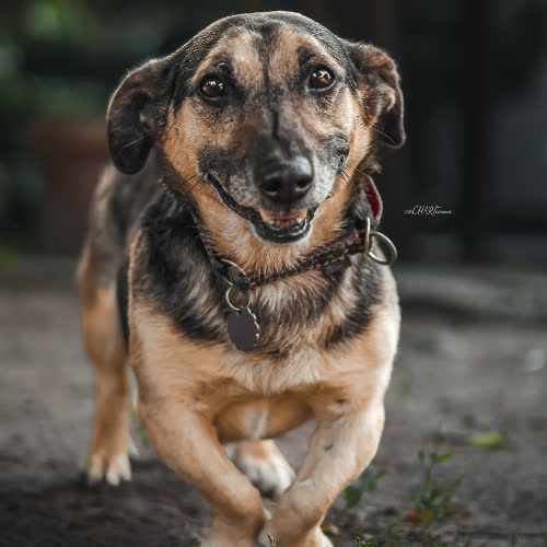 Psy ze schroniska do adopcji Ziutek