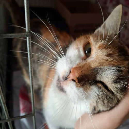 Koty ze schroniska do adopcji Mira