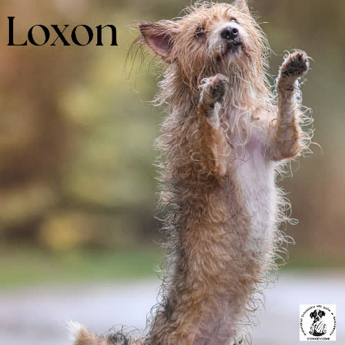 Psy ze schroniska do adopcji Loxon