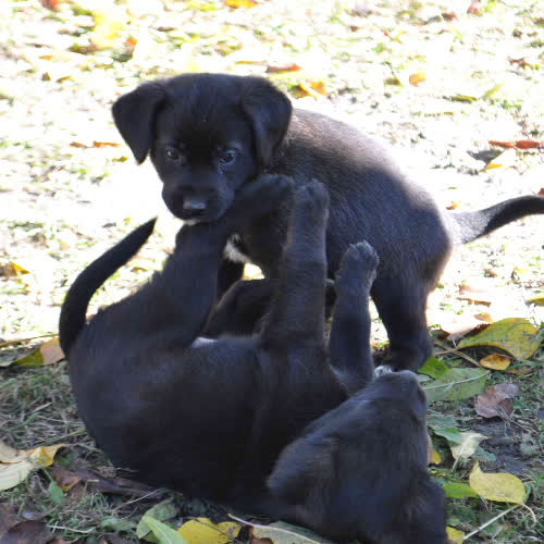 Psy ze schroniska do adopcji Cudne maluchy