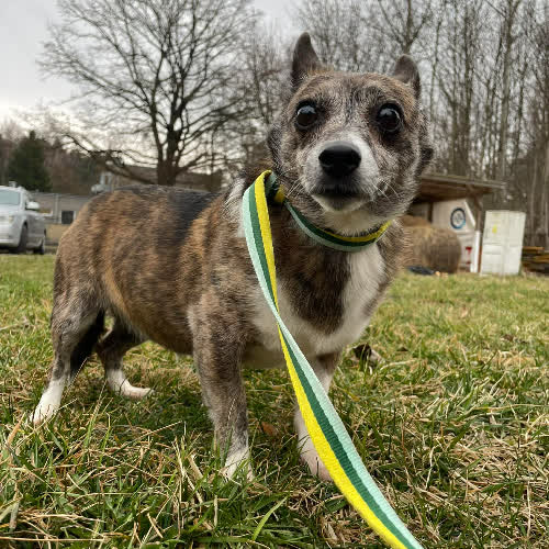 Psy ze schroniska do adopcji Orina