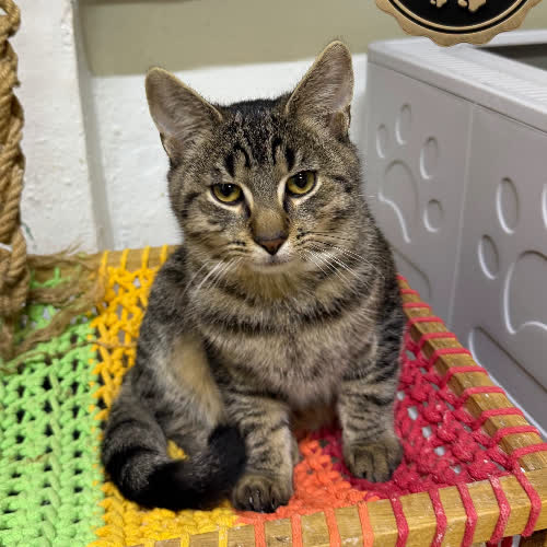 Koty ze schroniska do adopcji Dęboś 
