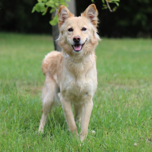 Psy ze schroniska do adopcji Nikita