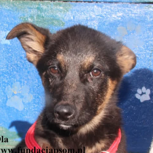 Psy ze schroniska do adopcji Ola