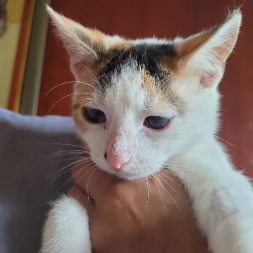Koty ze schroniska do adopcji Brawurka