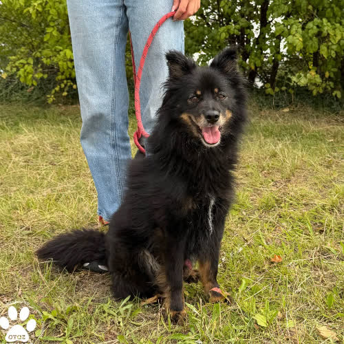 Psy ze schroniska do adopcji Miętusek