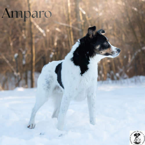 Psy ze schroniska do adopcji Delikatny AMPARO