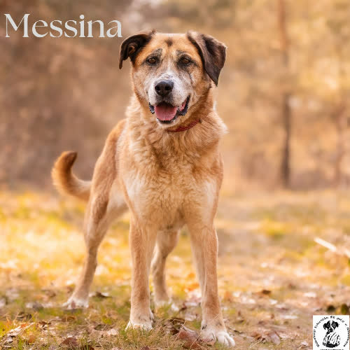 Psy ze schroniska do adopcji Mądra MESSINA 