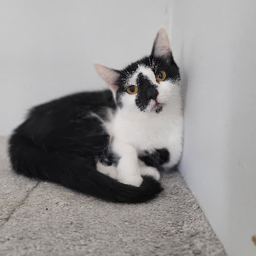 Koty ze schroniska do adopcji Sisi
