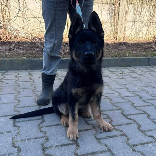 Psy ze schroniska do adopcji Tina