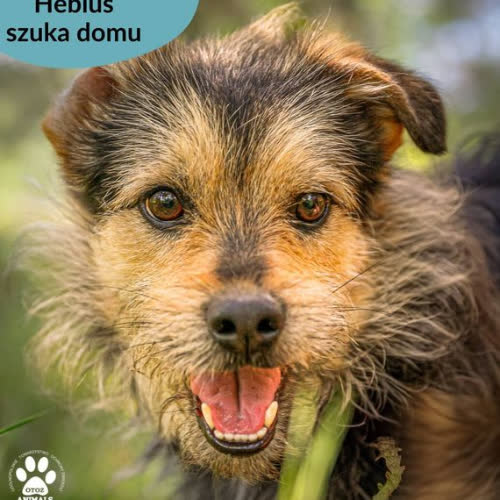 Psy ze schroniska do adopcji Hebluś