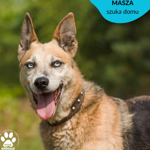 Masza