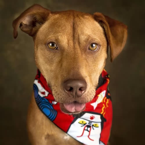 Psy ze schroniska do adopcji Karmel