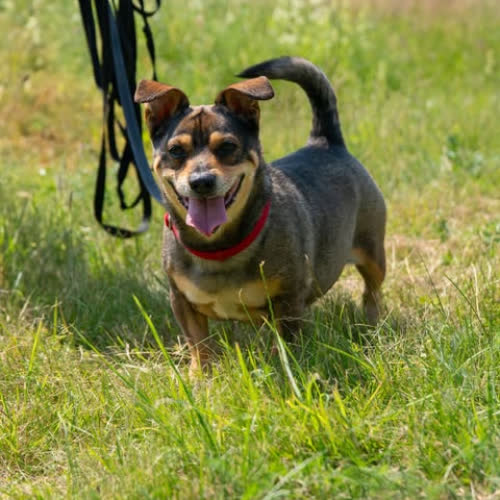 Psy ze schroniska do adopcji Dasti