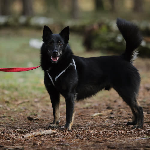 Psy ze schroniska do adopcji Lukier