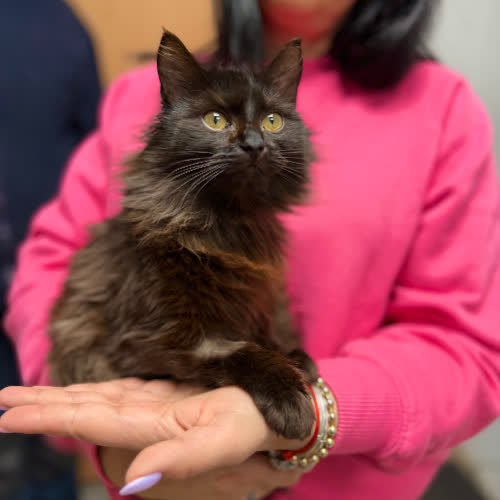 Koty ze schroniska do adopcji Cynamonka