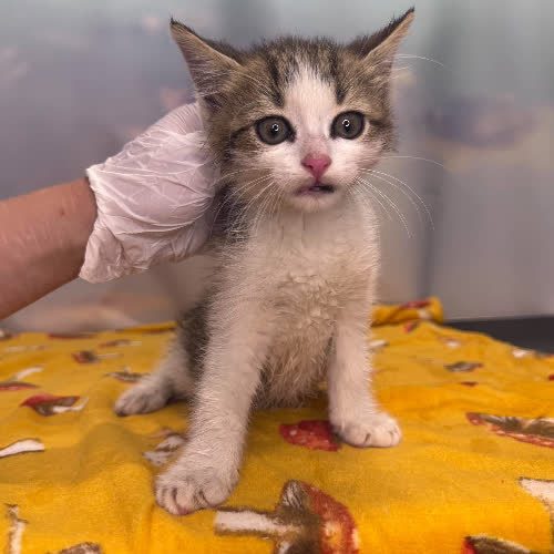 Koty ze schroniska do adopcji Toyota