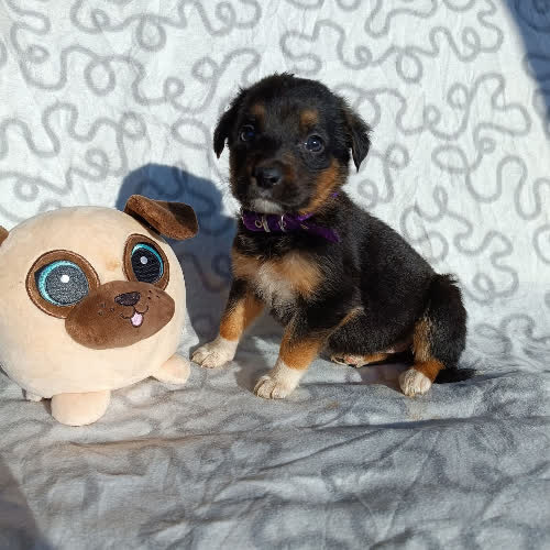 Psy ze schroniska do adopcji Frezja