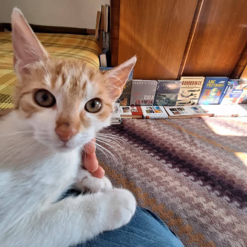 Koty ze schroniska do adopcji Rudzik