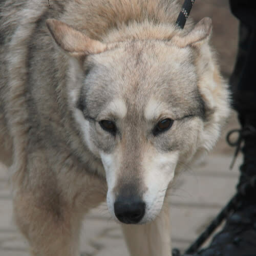 Psy ze schroniska do adopcji Luna