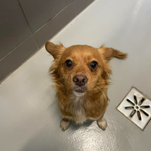 Psy ze schroniska do adopcji Fruzia