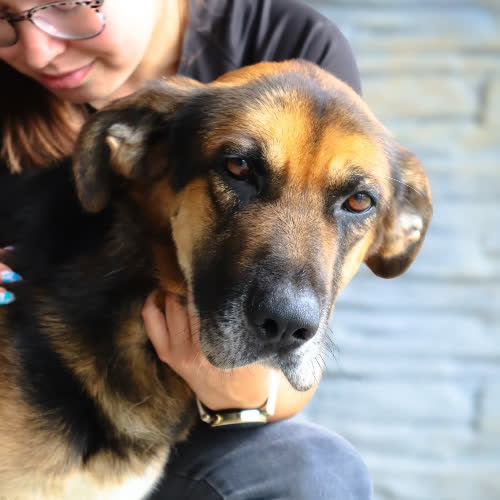 Psy ze schroniska do adopcji Mike