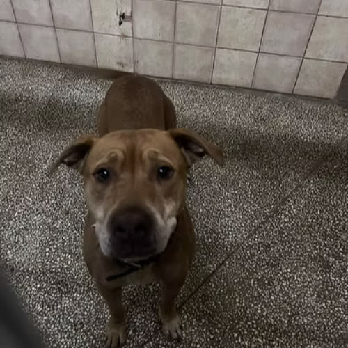 Psy ze schroniska do adopcji ZUla