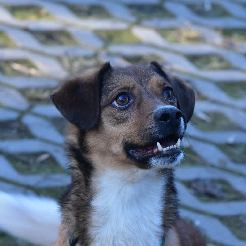 Psy ze schroniska do adopcji Bąbel