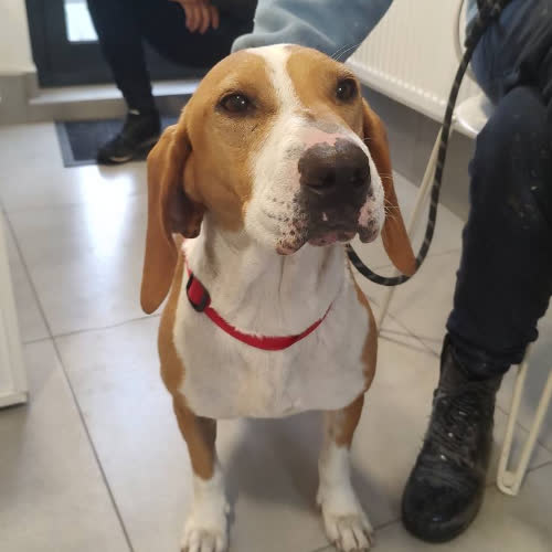 Psy ze schroniska do adopcji Wiśnia Beagle 