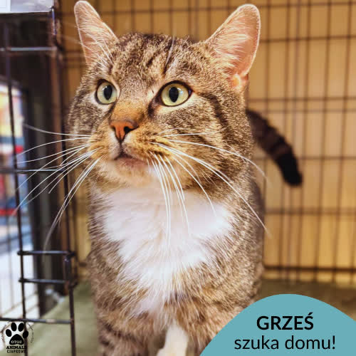 Koty ze schroniska do adopcji Grześ