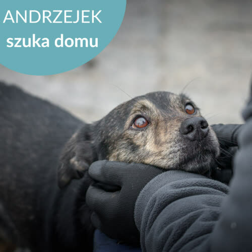 Psy ze schroniska do adopcji Andrzejek