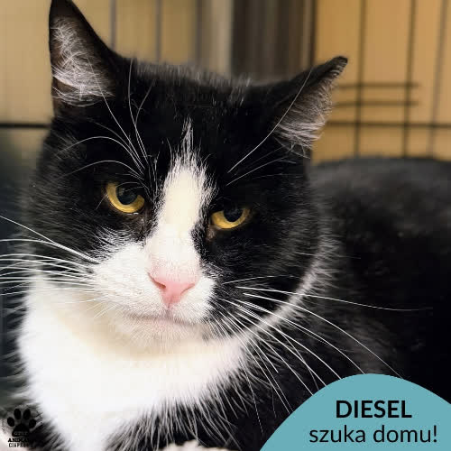 Diesel