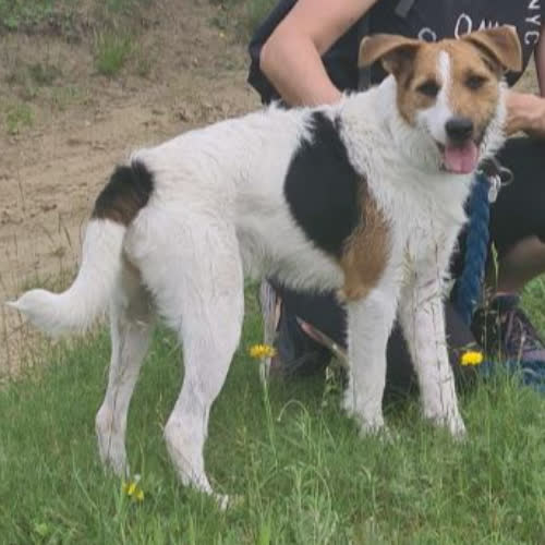 Psy ze schroniska do adopcji Ciapek