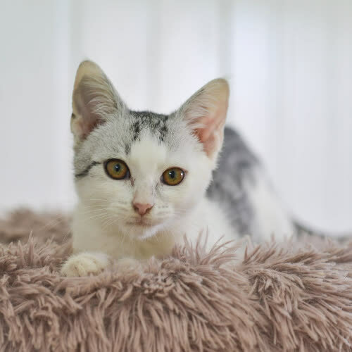 Koty ze schroniska do adopcji Astral