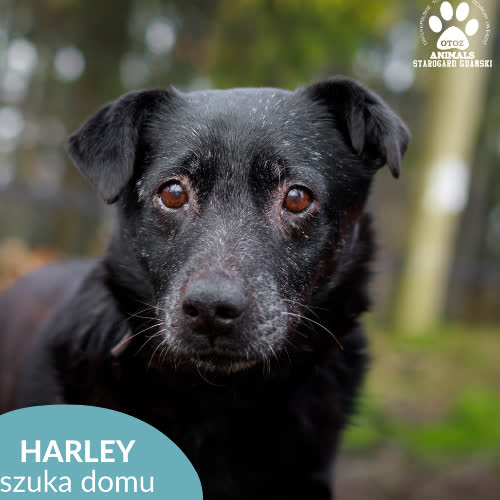 Psy ze schroniska do adopcji Harley