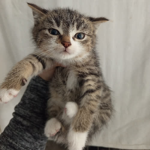 Koty ze schroniska do adopcji Dante