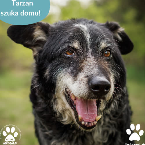 Psy ze schroniska do adopcji Tarzan