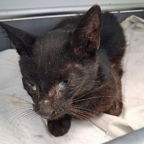 Koty ze schroniska do adopcji B116