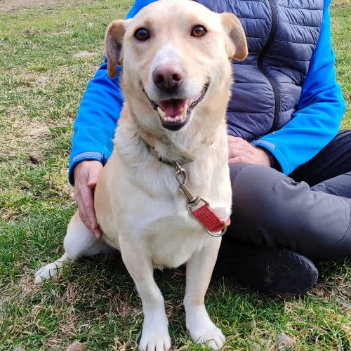 Psy ze schroniska do adopcji Bono